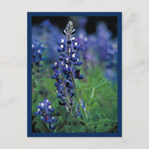 Blaue Hauben Feld Blaue Blume Texas Staat Postkarte