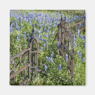 Blaue Hauben und Phlox umgeben das Friedhofstor Magnet