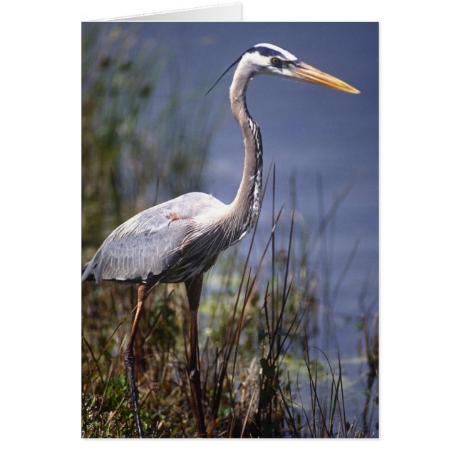 Blaue Herbergsvogel (Vorne)