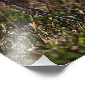 Blaue Herbergsvogel Fotodruck (Ecke)