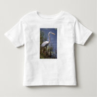 Blaue Herbergsvogel