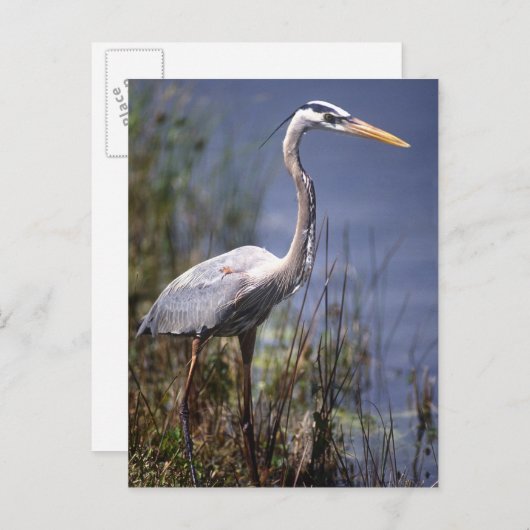 Blaue Herbergsvogel Postkarte (Vorne/Hinten)
