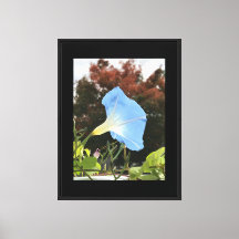 Blaue Herbst-Prunkwinde