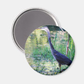 Blaue Herde im Teich Magnet (Vorderseite/Rückseite)