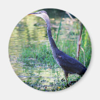 Blaue Herde im Teich