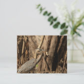 BLAUE HERON ESSING GATOR POSTKARTE (Stehend Vorderseite)