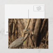 BLAUE HERON ESSING GATOR POSTKARTE (Vorne/Hinten)