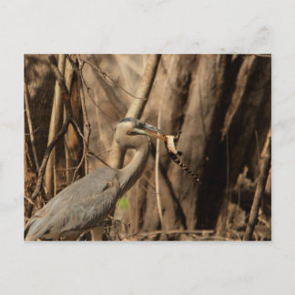 BLAUE HERON ESSING GATOR POSTKARTE