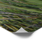 Blaue Herone im Gras der Everglades Poster (Ecke)