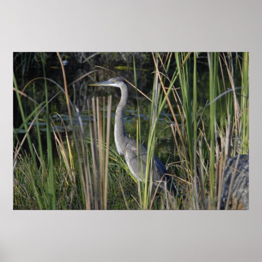 Blaue Herone im Gras der Everglades Poster (Vorne)
