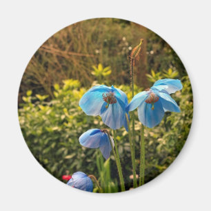 blaue Himalajamohnblume Magnet