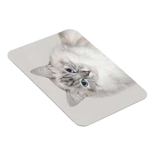 Blaue Himalayakkatze Magnet (Rechte Seite)