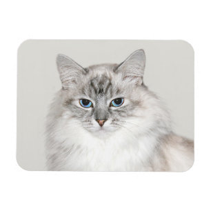 Blaue Himalayakkatze Magnet