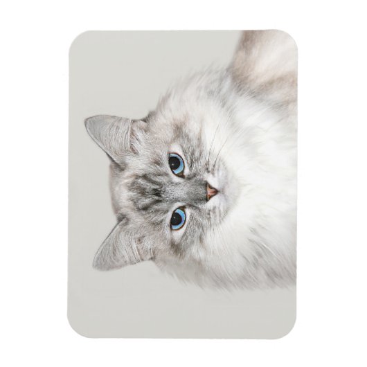 Blaue Himalayakkatze Magnet (Vertikal)