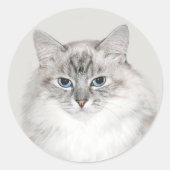 Blaue Himalayakkatze Runder Aufkleber (Vorderseite)