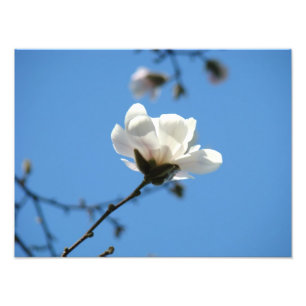 Blaue Himmel Foto Kunst Drucke Weiße Magnolienblüt