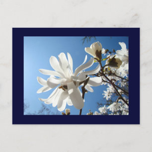 Blaue Himmel Postkarten Weiße Magnolienblüten Früh