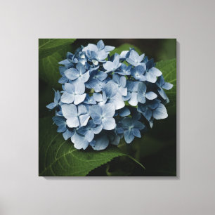 Blaue Hortensie 8515 Wrapped Canvas Leinwanddruck