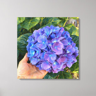 Blaue Hortensie im Impressionistischen Garten in d Leinwanddruck