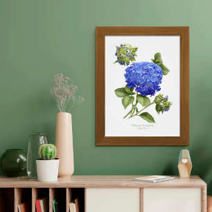 Blaue Hortensie Original Kunst Druck Poster
