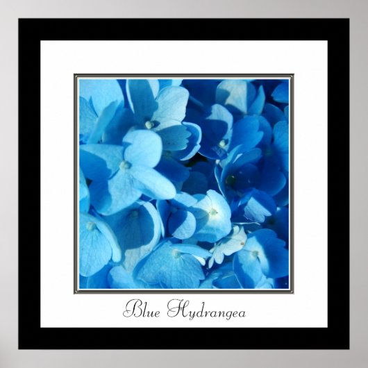 Blaue Hortensie Poster (Vorne)