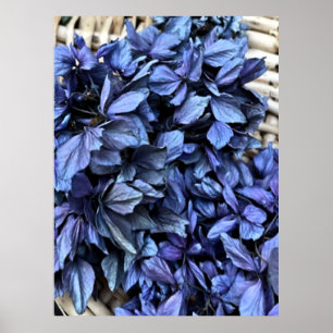 Blaue Hortensie Poster