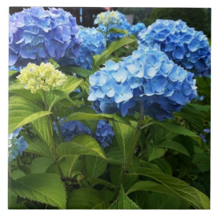 Blaue Hortensien-Blumen-Dekorative Keramikfliese