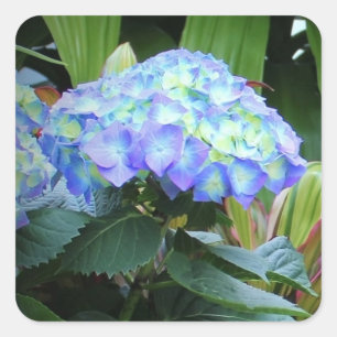 Blaue Hortensien Blumen Florale Naturfotografie  Quadratischer Aufkleber
