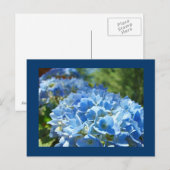 Blaue Hortensien-Blumen Postkarten Fügen Sie Ihren (Vorne/Hinten)