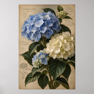 Blaue Hortensien Botanische Wandkunst im Vintage-S Poster