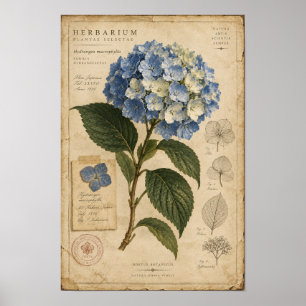 Blaue Hortensien Herbarium Wandkunst im Vintage-St Poster