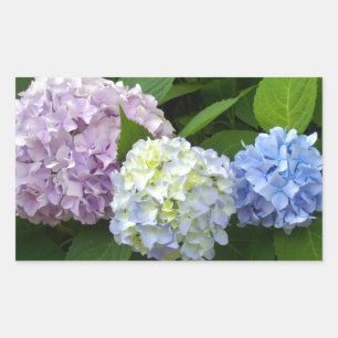Blaue Hortensien mit Blumenmuster in Lila und Rosa Rechteckiger Aufkleber