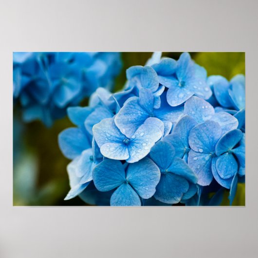 Blaue Hortensien Poster (Vorne)