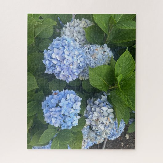 Blaue Hortensien, San Lorenzo Puzzle (Vertikal)