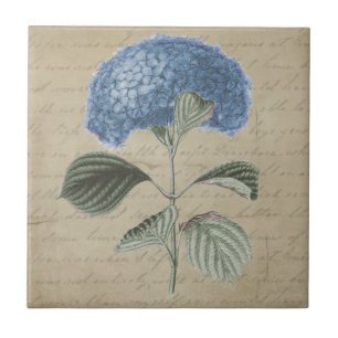Blaue Hortensienblüte auf Vintage-Pergamentfliese Fliese