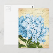 Blaue Hortensienblüte Vintage Botanik Postkarte (Vorne/Hinten)