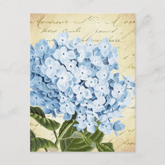 Blaue Hortensienblüte Vintage Botanik Postkarte (Vorderseite)