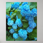 Blaue Hortensienblüten Florale Fotografie Poster (Vorne)