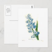 Blaue Hyazinthe Postkarte (Vorne/Hinten)