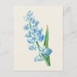 Blaue Hyazinthen-Blumenillustration im Vintage-Sti Postkarte