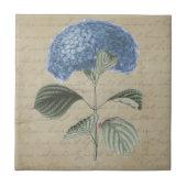 Blaue Hydrangea-Blume auf Vintager Fliese (Vorderseite)