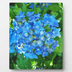 Blaue Hydrangea-Blume. Blumenfotografie. Fotoplatte