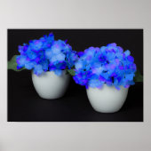 Blaue Hydrangea-Blume in Weißtöpfen Poster (Vorne)