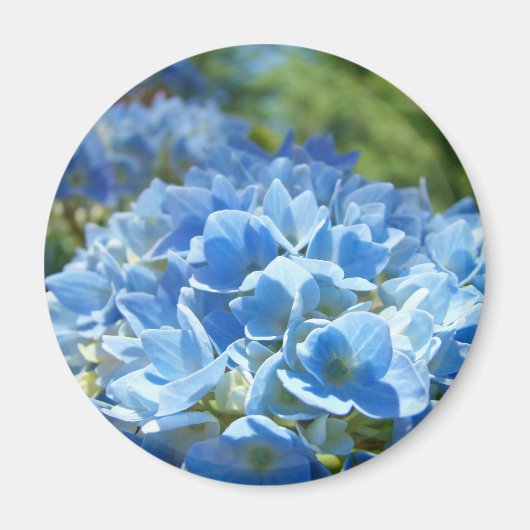 Blaue Hydrangea-Blume Magnet Floral Nature (Vorne)