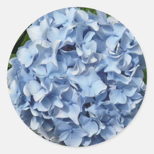 Blaue Hydrangea-Blume Runder Aufkleber (Vorderseite)