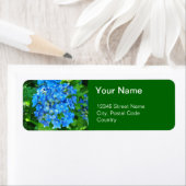 Blaue Hydrangea-Blume und ihre grünen Blätter (Insitu)