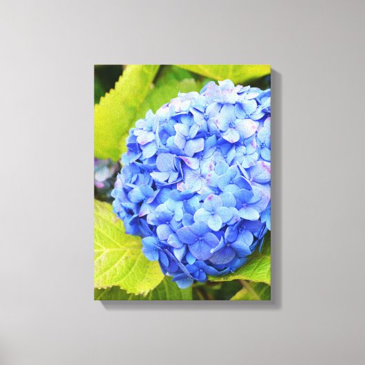 Blaue Hydrangea Leinwanddruck (Vorderseite)