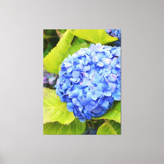 Blaue Hydrangea Leinwanddruck (Vorderseite)