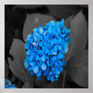 Blaue Hydrangea Poster