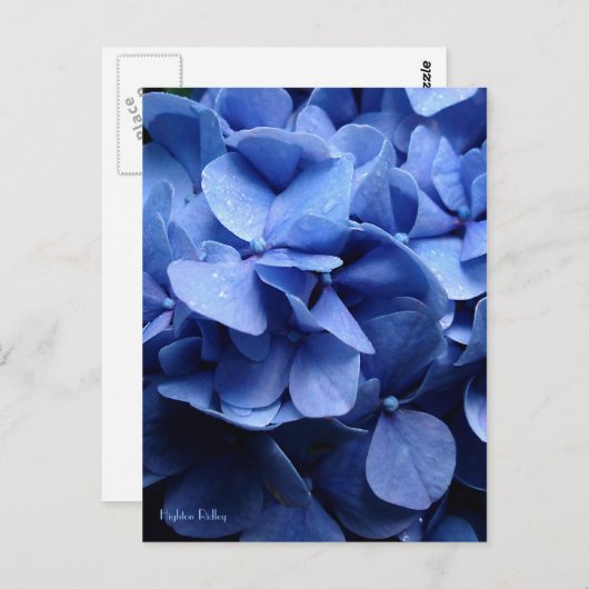 Blaue Hydrangea-Postkarte Postkarte (Vorne/Hinten)